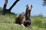 GREYHOUND 131